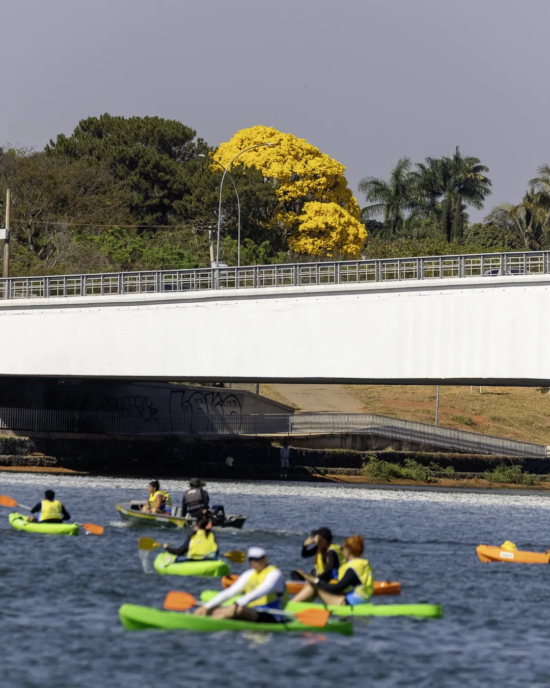 Caiaques de apoio com equipe de colete amarelo no lago, sob uma ponte, com ipê amarelo florido ao fundo